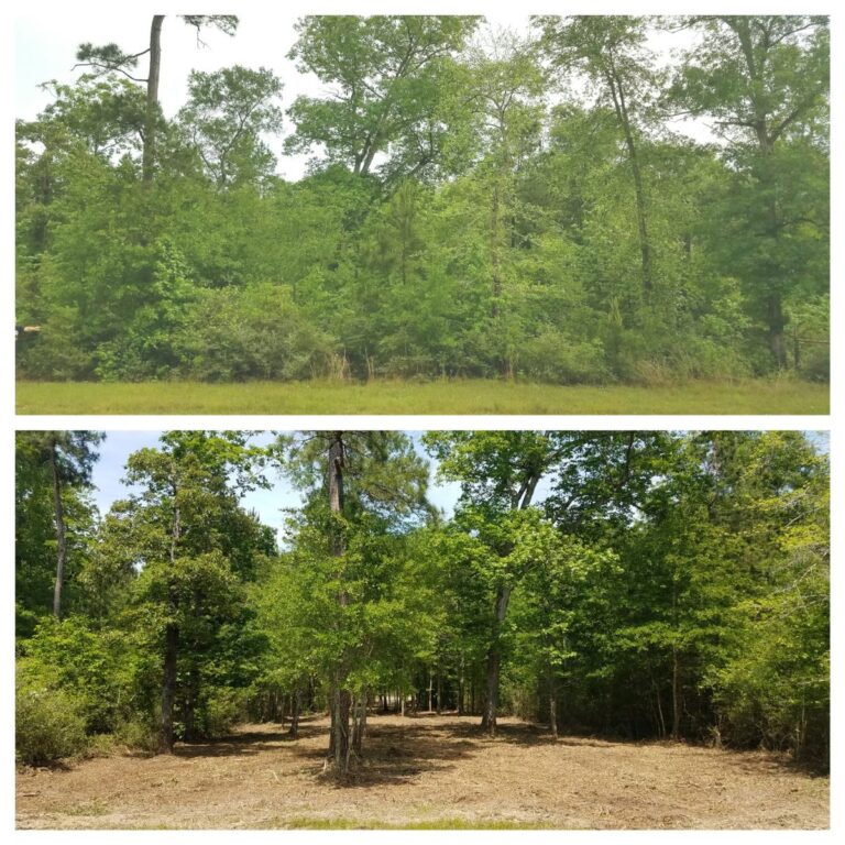 tree trimming services before