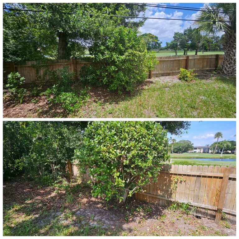 bwfore after tree trimming services